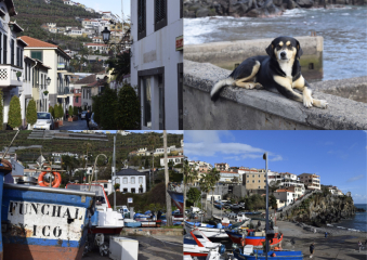 Bild Madeira - Die Insel des ewigen Frühlings Reisebericht